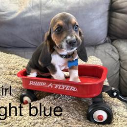 Basset Hound Puppies from virene Shaffer