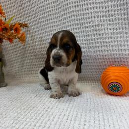 Reba - Black brown and white female Basset Hound puppy in Osage Beach, Missouri from The Basset Boutique