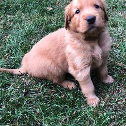 Golden Retriever Puppies from Bella Mia Goldens