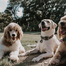 Goldendoodles and Labradoodles from Endless Pawsabilities Breeding and Training