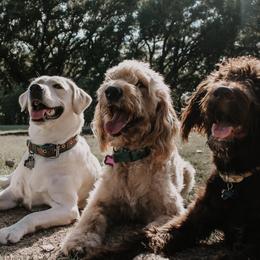 Goldendoodles and Labradoodles from Endless Pawsabilities Breeding and Training