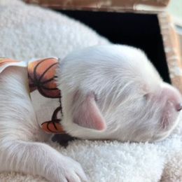 Boy 1 - Light golden male Golden Retriever puppy in Alpine, California from Robinsnest Goldens