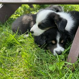 Cardigan Welsh Corgi Puppies from Wasatch Cardigan Corgis