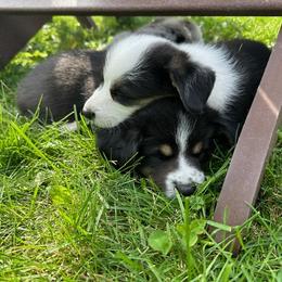 Cardigan Welsh Corgi Puppies from Wasatch Cardigan Corgis