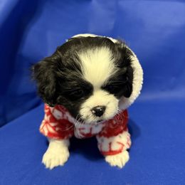 Girl 1 - Shih Tzu puppy from Miracle's Shih Tzus
