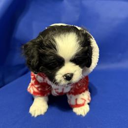 Girl 1 - Shih Tzu puppy from Miracle's Shih Tzus