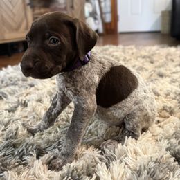 Violet - Liver roan female German Shorthaired Pointer puppy in Georgia from CMC Farms