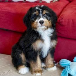 Denali (socialization program student) - Tri-color male Bernedoodle puppy in Dundee, Ohio from Down Home Doodle
