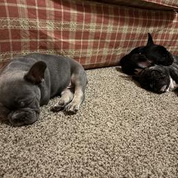 French Bulldog Puppies from Fair Towne Frenchies