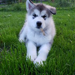 Alaskan Malamute Puppies from Delphi Alaskan Malamutes