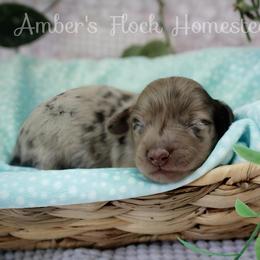 Maroon - Dapple male Dachshund puppy in Allons, Tennessee from Amber's Flock Homestead