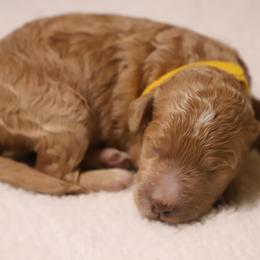 Clementine - Red  female Goldendoodle puppy in Macclenny, Florida from Baker County Goldendoodles
