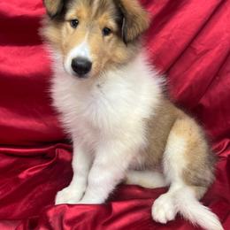 Emmy - Sable female Collie puppy in Groveland, Florida from Palmhaven Collies