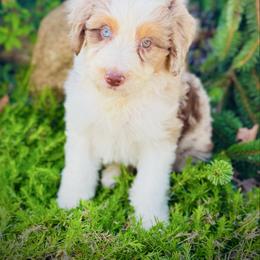Aussiedoodle puppies from Holley Doodles