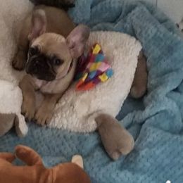 French Bulldog Puppies from Precious Paw's