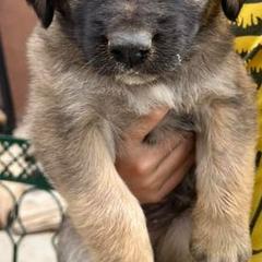 Colorado Mountain Dogs from Once Upon A Moose (OUM)