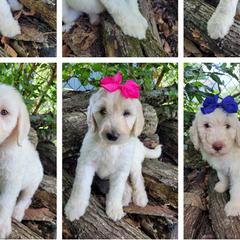 Labradoodles from Red Dirt Doodles