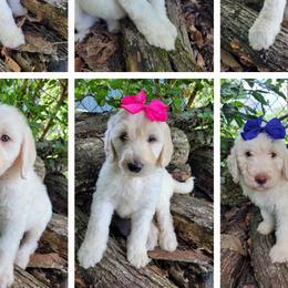 Labradoodles from Red Dirt Doodles