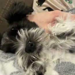 Miniature Schnauzers from Beautiful Love