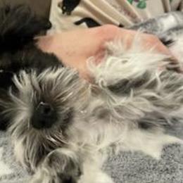 Miniature Schnauzers from Beautiful Love