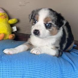 Cherish - Blue merle female Miniature Australian Shepherd puppy in Tonasket, Washington from V5 Aussies