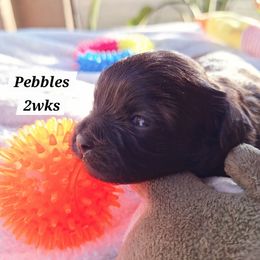 Pebbles - Brown female Mal-Shi puppy in Apollo Beach, Florida from Gemstone Exclusive Pups of Florida