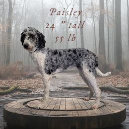 Paisley - Goldendoodle
