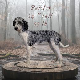 Paisley - Goldendoodle