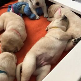 Labrador Retriever Puppies from RoseBrook Labradors