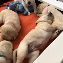 Labrador Retriever Puppies from RoseBrook Labradors