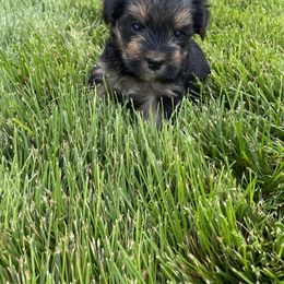 Miniature Australian Shepherd, Toy Australian Shepherd, and Yorkshire Terrier Puppies from Bullish R Ranch