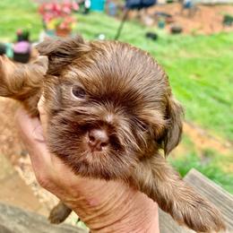 Chocolate - Chocolate female Shih Tzu puppy in Albemarle, North Carolina from Wilson Kennel