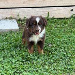 RTM1 - Red tri male Toy Australian Shepherd puppy in Pryor Creek, Oklahoma from DK’s Littles & Co