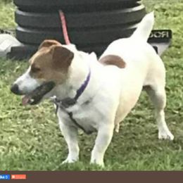 Flash - Jack Russell Terrier