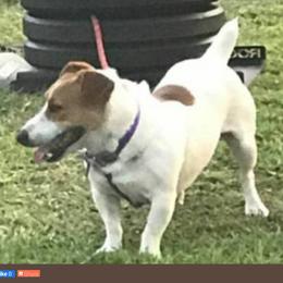 Flash - Jack Russell Terrier