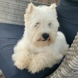 Sassy - Miniature Schnauzer