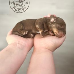 Cookie - Chocolate and cream female Dachshund puppy in Monroe, North Carolina from Dogwood Doxies