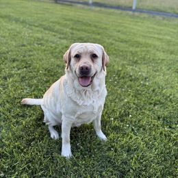 Ruby - Labrador Retriever