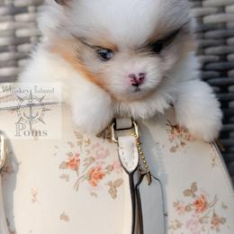 Ocean - Blue merle female Pomeranian puppy in Camden, New York from Whiskey Island Poms