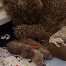 Goldendoodle puppies from North Bay Goldendoodles