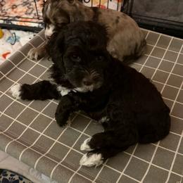 J.B. - Black and white male Cockapoo puppy in Lillington, North Carolina from Peace, Love, and Puppies at the Creek