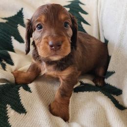 Kelce - Red Dachshund puppy in Lindsay, California from Lazy K&M Dachshunds