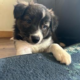 Tzatziki - Brindle female Border Collie puppy in Franklin, Maine from Broad Meadow Borders