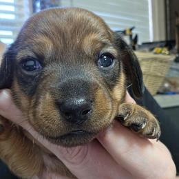 Miss Red - Brindle female Dachshund puppy in Virginia City, Nevada from V.C. Weenies