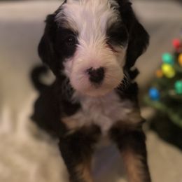 Boy 2 - Tri-color male Bernedoodle puppy in Montrose, Michigan from Livy’s Doodles