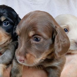 Dachshund Puppies from Redeemer's Dachshunds