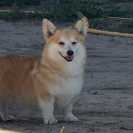 Daisy - Pembroke Welsh Corgi