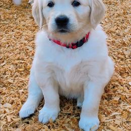 Red collar girl - Light golden female Golden Retriever puppy in Rochester, Washington from Grand Mound Goldens
