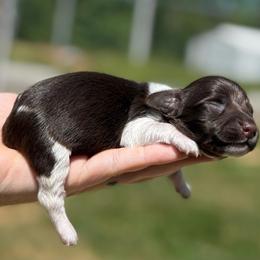 Allen Hummingbird - Boy 3 - Chocolate male Dachshund puppy in London, Kentucky from Steele Half Acre Homestead