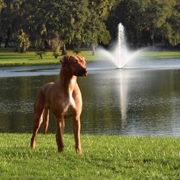 Rhodesian Ridgeback and Xoloitzcuintli All Grown Up from Venus Rhodesian Ridgebacks